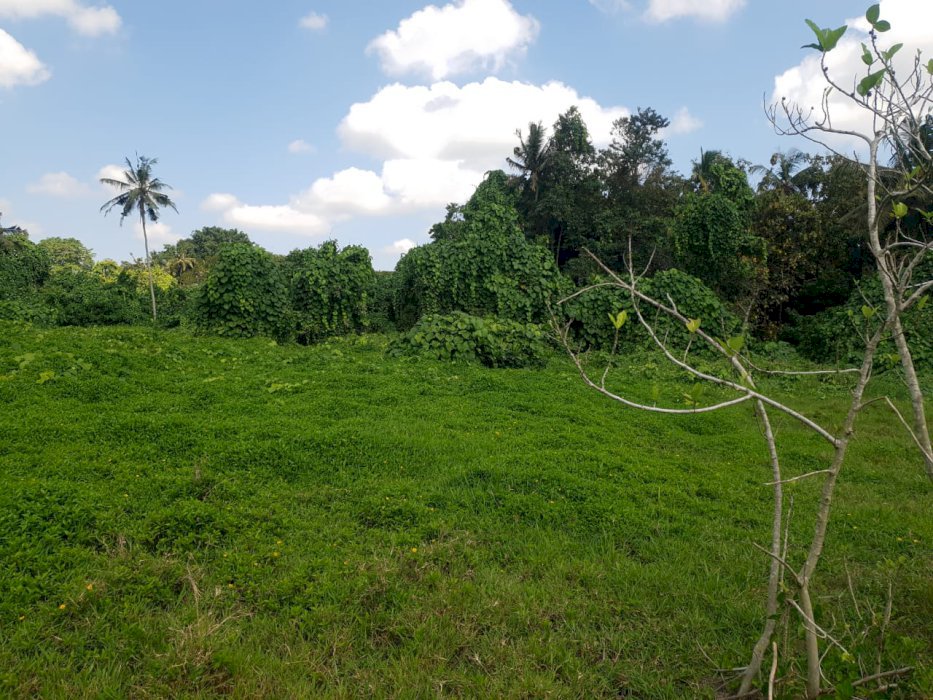 Tanah Di Jual Lokasi Strategis Di Sentral Ubud Bali