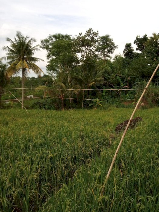Dijual Tanah Kebun/Sawah 150 JT Per Hektar Sertifikat SHM di Sumedang