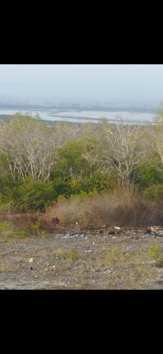 Lahan langka  view unblock