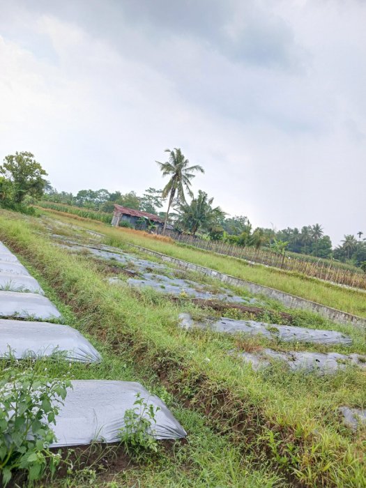 Di jual Tanah Sawah Luas 447 Meter Persegi Lokasi Dekat RSUD Sleman