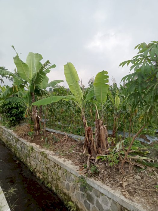 Dijual Tanah Kavling Lokasi Strategis di Gondang Winangun Ngadirjo