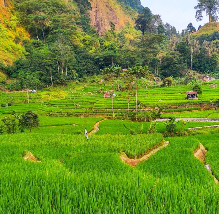 Sawah Murah dan Produktif Dekat Lokasi Wisata Curug Citambur Cianjur
