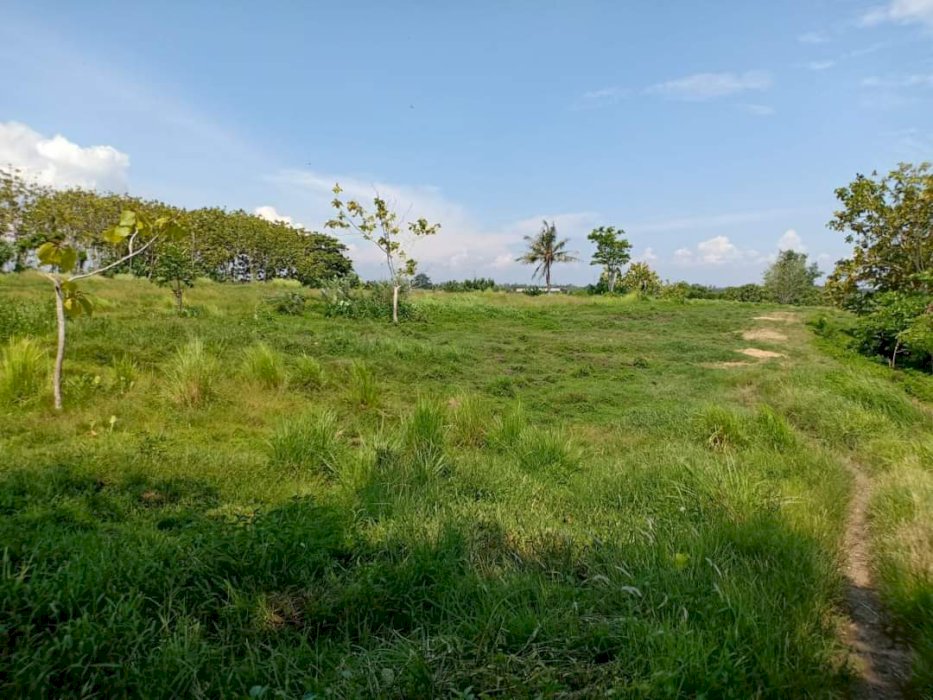 Di Jual Tanah View Sawah Dan Laut Di Selemadeg Tabanan Bali