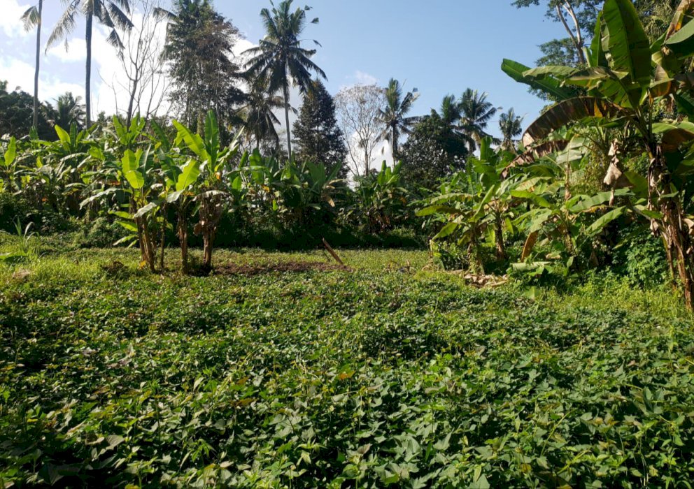 Tanah Di Jual Lokasi Strstegis Di Ubud Bali