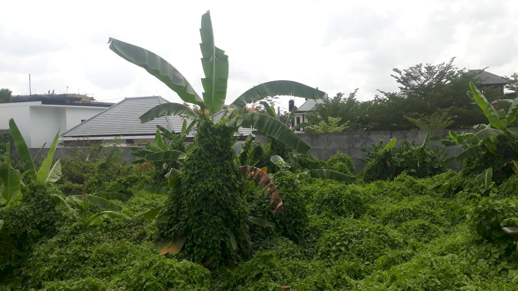 Di Jual Tanah SHM Lokasi Strategis Di Canggu Bali