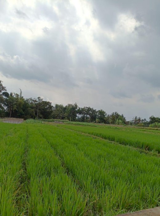 Dijual Tanah sawah SHM Luas 1.413 m2 di Tambakrejo Sleman