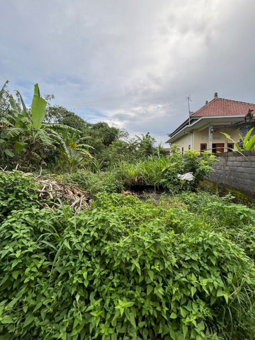 Di Sewakan Tanah Lokasi Strategis Di Singapadu Kaler Ubud Bali