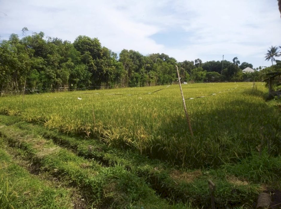 Dijual Tanah Sawah SHM dengan luas 4013 m2 di situbondo Jawa Timur