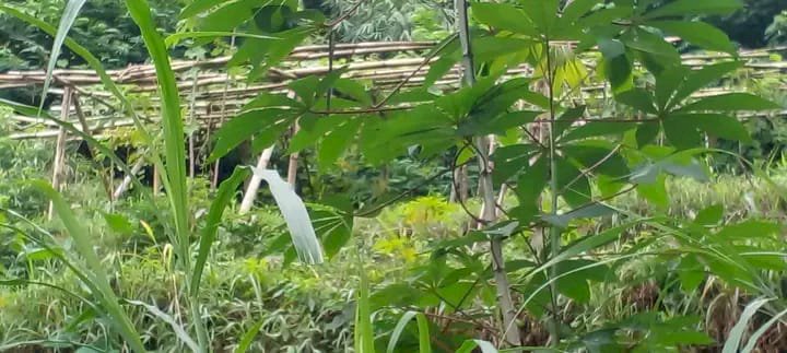 Di jual tanah kebun di rawabogo