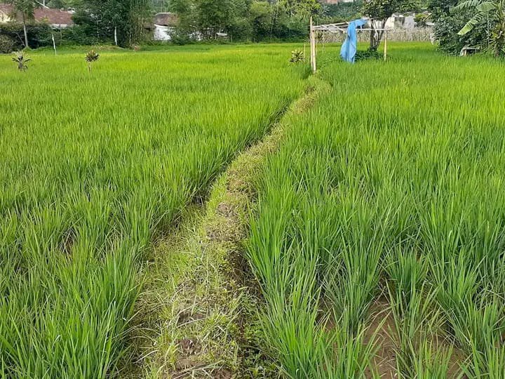 Di jual tanah sawah rawabogo ciwidey