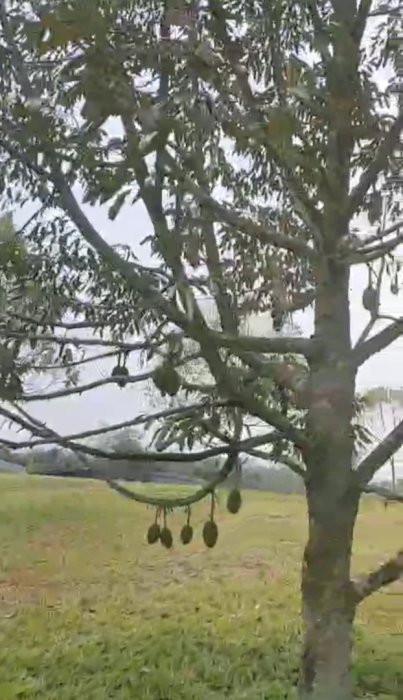 Di jual kebun durian yang strategis dan menguntungkan Rangkas bitung