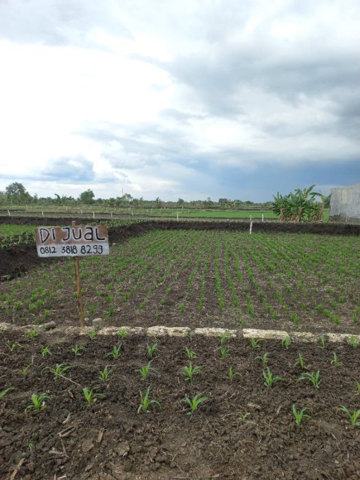 Di jual tanah kavling harga murah lokasi strategis menganti gresik