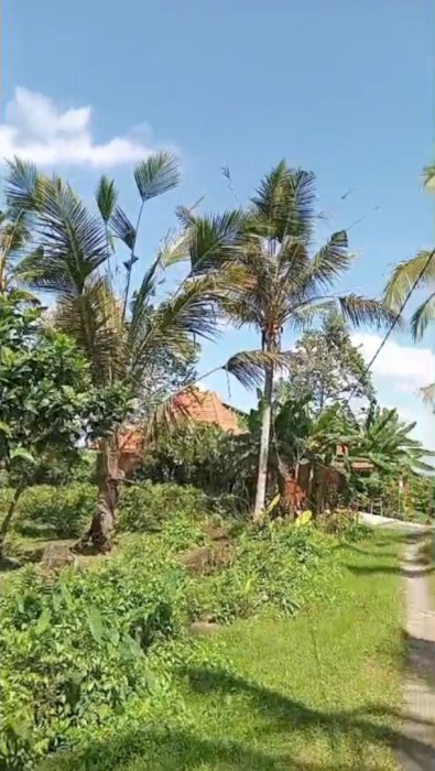 Dijual Tanah Di Daerah Tabanan Bali