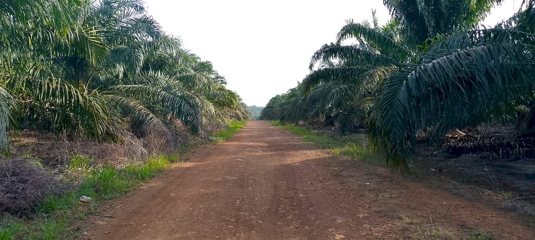 Di Jual Kebun Sawit Lagi Panen Raya