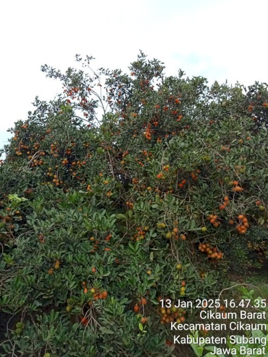 Dijual tanah kavling murah lokasi strategis subang jawa barat