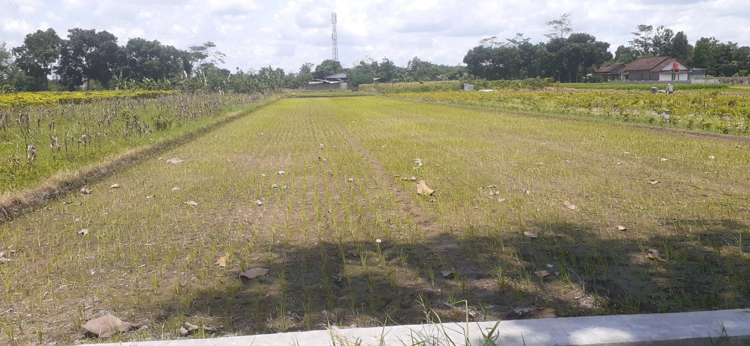 Tanah Sawah Murah Dekat Exit Toll Prambanan LD 15.7 m (bentuk kotak)