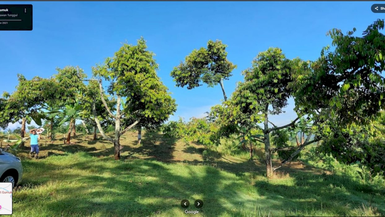 Di Jual Tahan Lahan  Perkebunan Strategis Di Losari Magelang