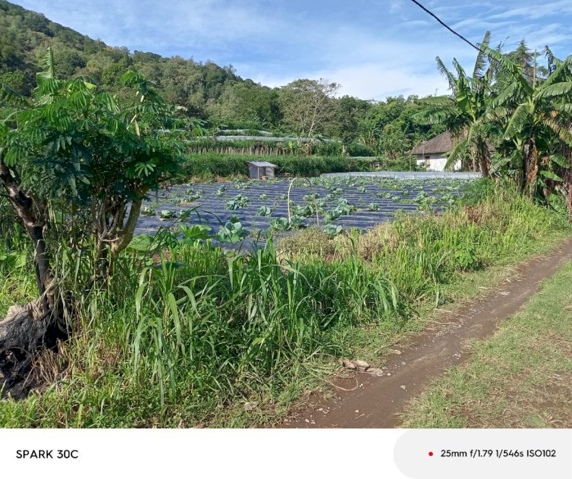 Di Jual Lahan Pertanian Di Desa Pancasari Bedugul Buleleng Bali