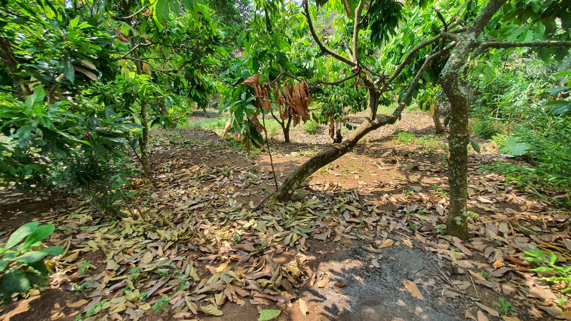 Di Jual Tanah Murah  Pasar Baru Nabang Sari Pasar Kedondong Pesawaran