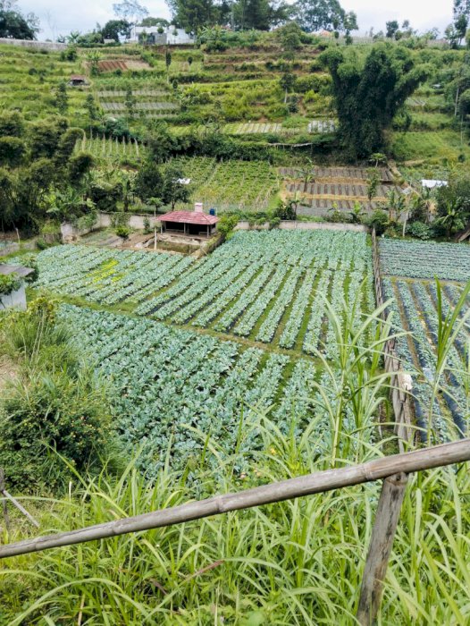 Dijual tanah harga murah untuk investasi wangunharja bandung barat