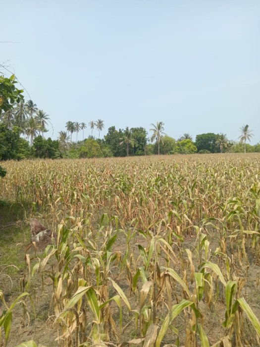 Di Jual Tanah Luas Dan Murah Di Suak Sidomulyo Lampung Selatan