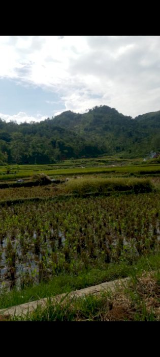 Di jual tanah cocok untuk tanam /perumahan