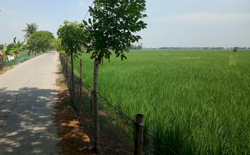 Jual butuh tanah sawah di pebayuran bekasi