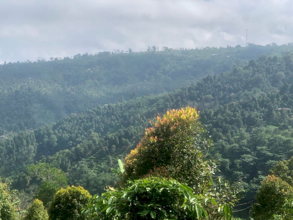 Di Jual Tanah Lokasi Obyek Wisata Munduk Buleleng Bali