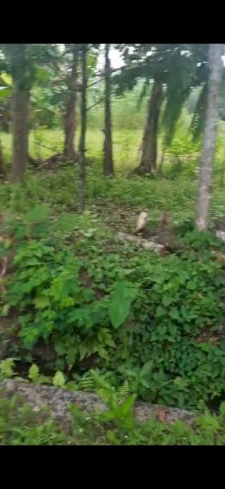 Di Jual Tanah Kavling Murah Di Kecamatan Giri Banyuwangi