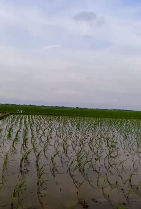 Di Jual Tanah Sawah Lokasi Blanakan Ciasem Subang
