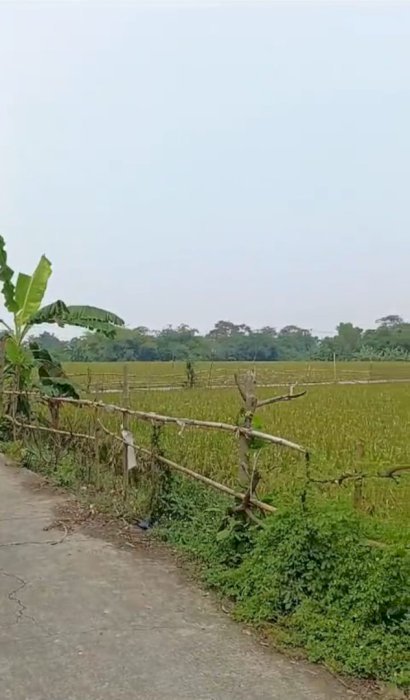 DIJUAL CEPAT & MURAH!! - TANAH SHM COCOK UNTUK INVESTASI DI KARAWANG