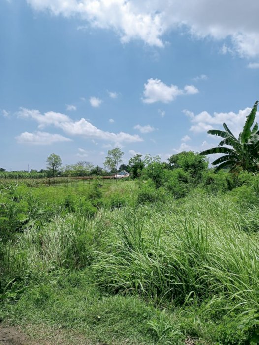 Dijual Cepat dan Murah!! - Tanah  SHM Adiwerna Tegal