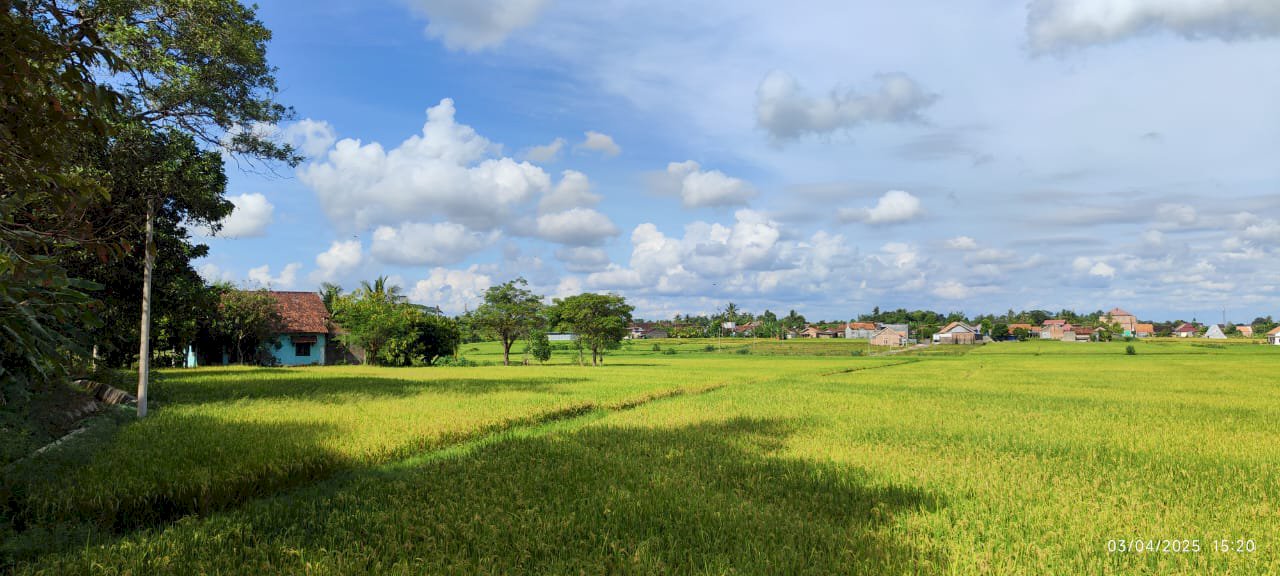Jual Tanah Sawah untuk investasi jangka panjang di Metro Lampung