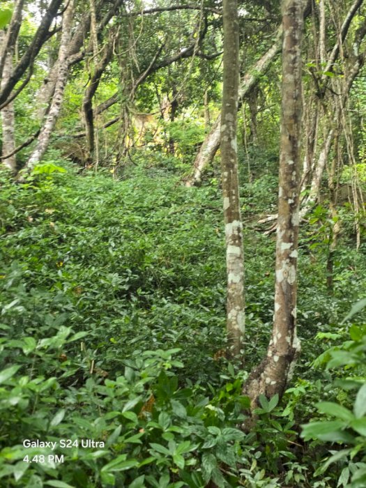 Di Jual Tanah Premium Pinggir Pantai Di Desa Bali Loku Sumba Barat