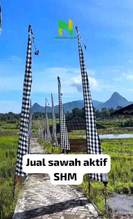 Jual tanah sawah produktif di bogor 3x Panen. Setahun