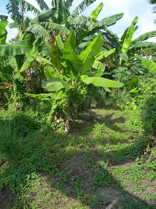 Dijual tanah darat super murah di sukatani