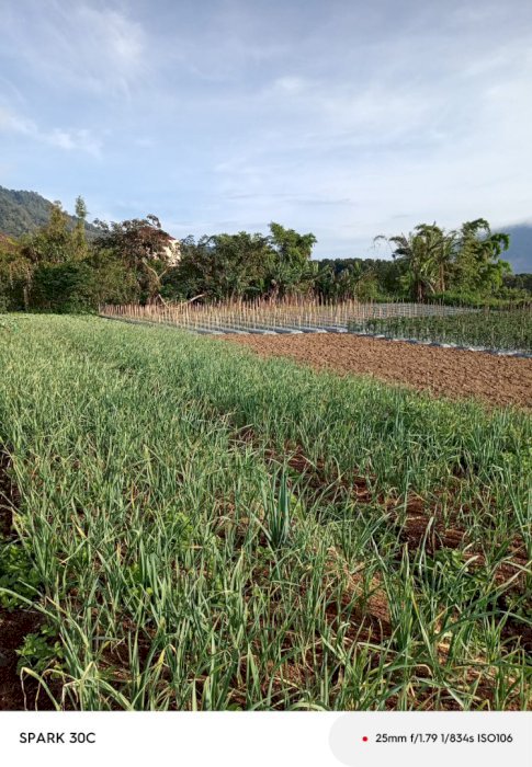 Di Jual Tanah Pertanian Di Desa Candikuning Bedugul Bali