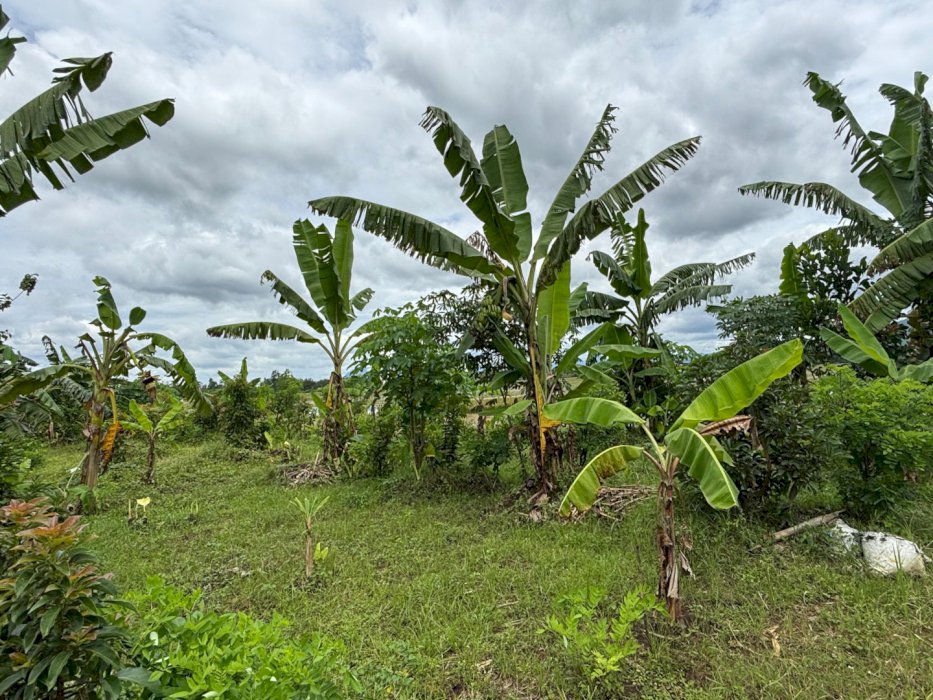 Dijual tanah dengan lokasi strategis di Tulungagung, Jawa Timur