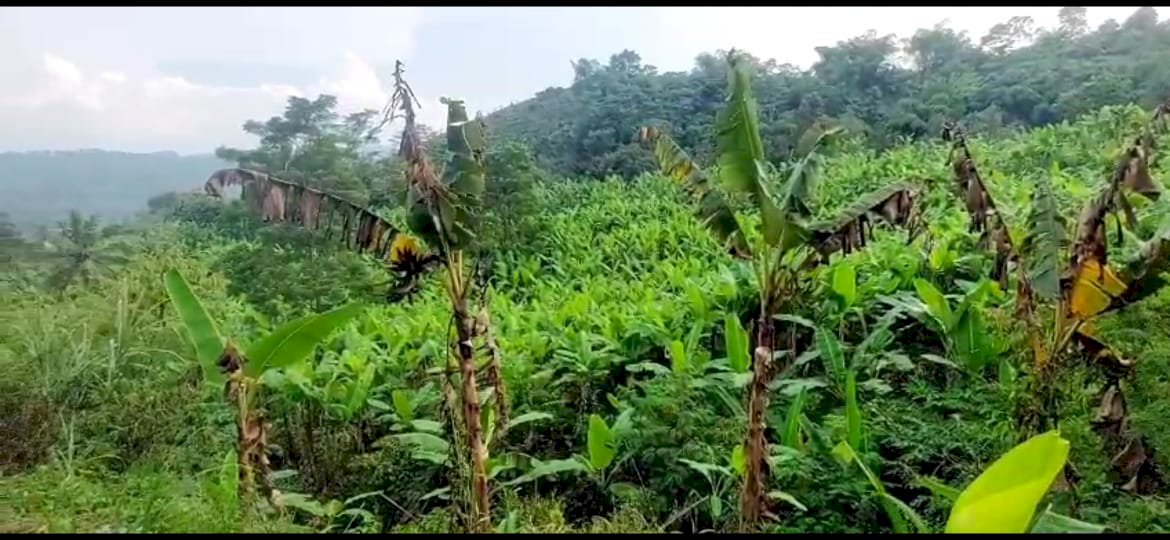 DIJUAL TANAH MURAH UNTUK INVESTASI/ BISNIS STRATEGIS SUKAMAKMUR  BOGOR