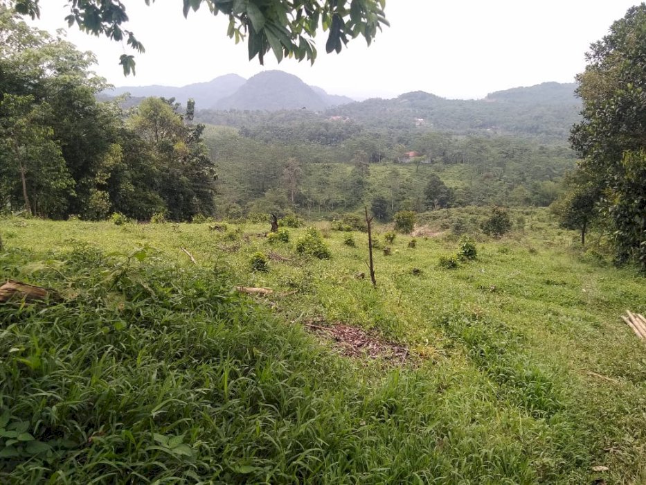 JUAL TANAH MURAH 2 HEKTAR