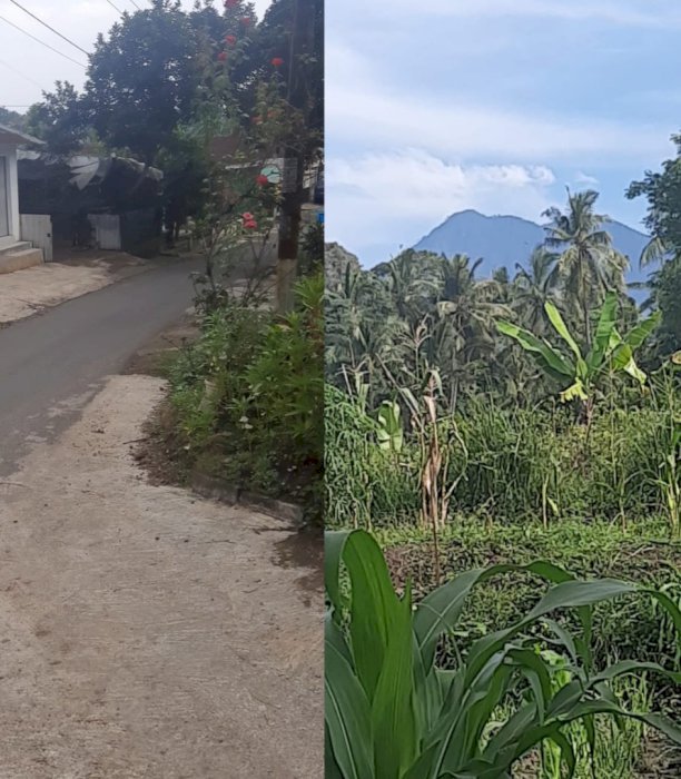 Di Jual Tanah Sawah Murah Di Jambesari Banyuwangi