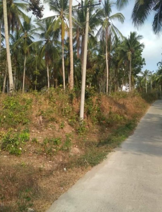 Di Jual Tanah Murah Pinggir Jalan Di Suak Sidomulyo Lampung