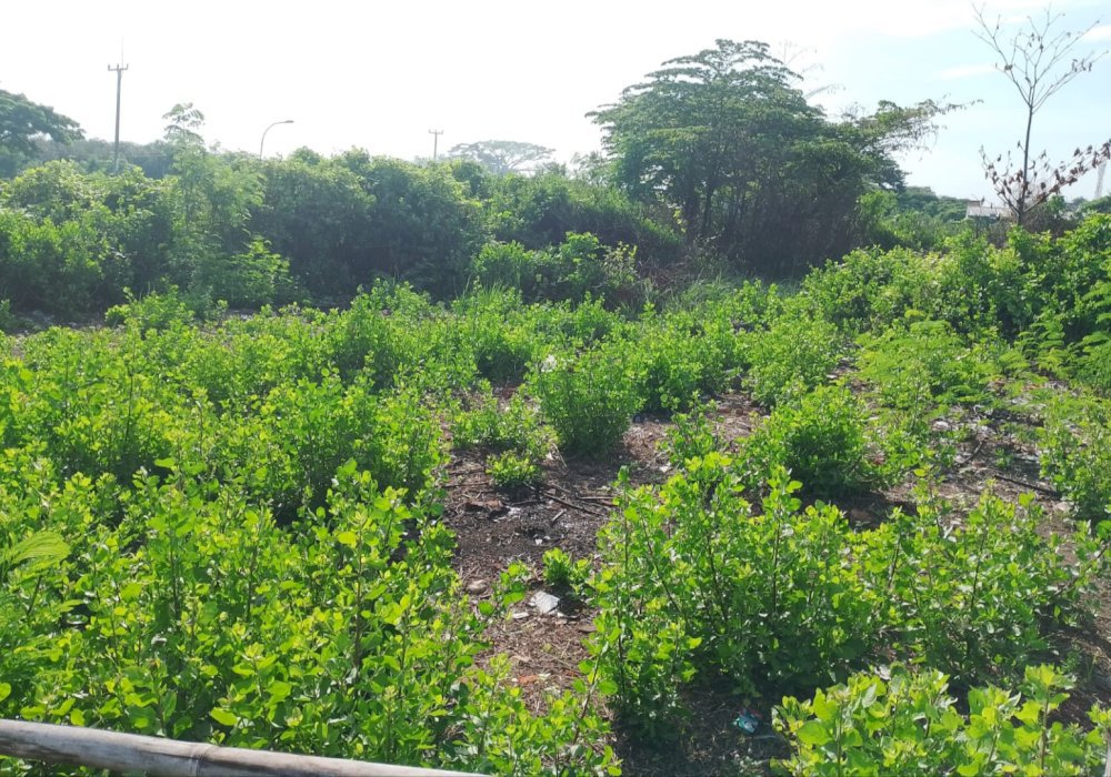 Di Jual Tanah Strategis Pinggir Jalan Di Kesenden Kejaksan Cirebon