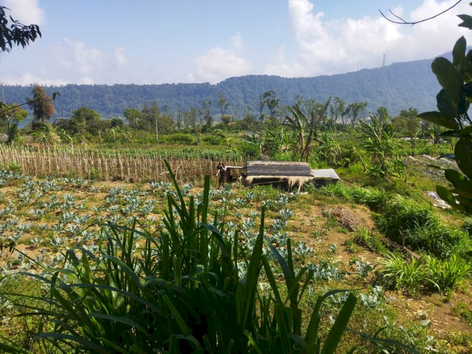 Di Jual Tanah Premium Di Desa Pancasari Bedugul Buleleng Bali