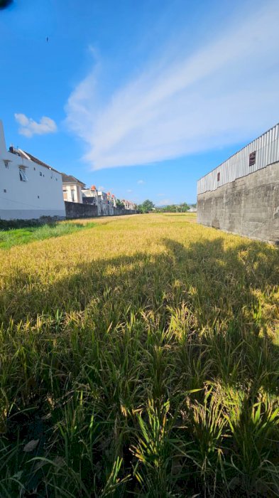 DI JUAL SEGERA SAWAH ZONA KUNING LOKASI SUPER STRATEGIS