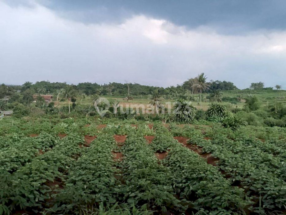 Tanah Jual Murah di Kec. Dramaga sukawening bogor.