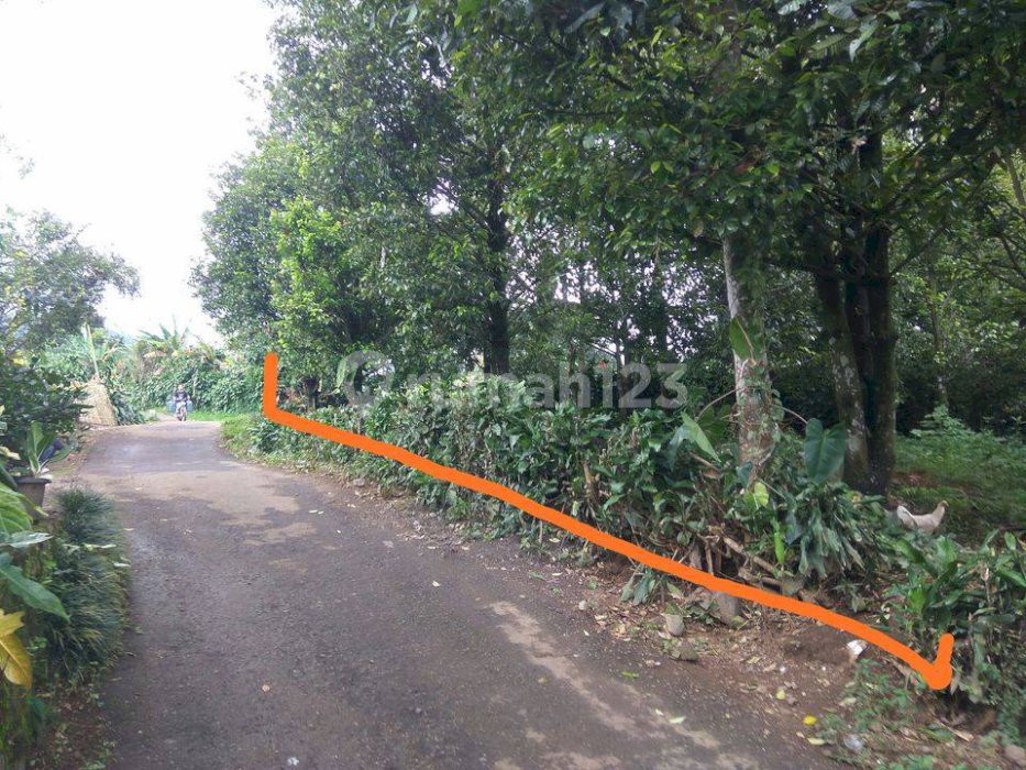 Tanah Ciapus, kebun pala Murah Di Tamansari Bogor