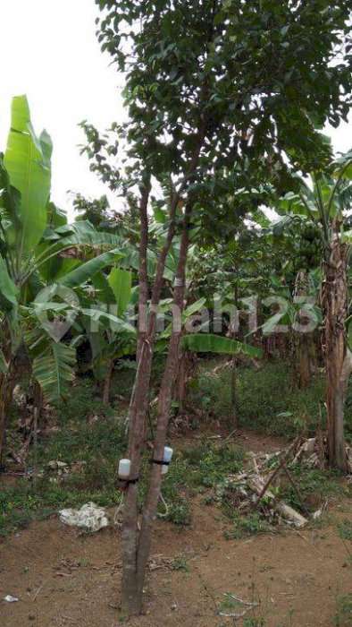 TANAH SENTUL CIJAYANTI BOGOR