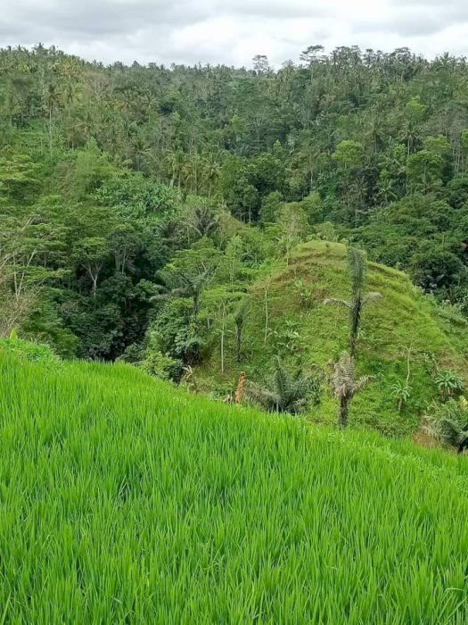 Di jual tanah strategis di Ubud Gianyar Bali