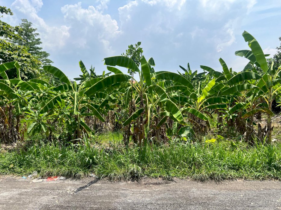 Jual tanah murah di Jl. Pantai Berawa Canggu Bali.